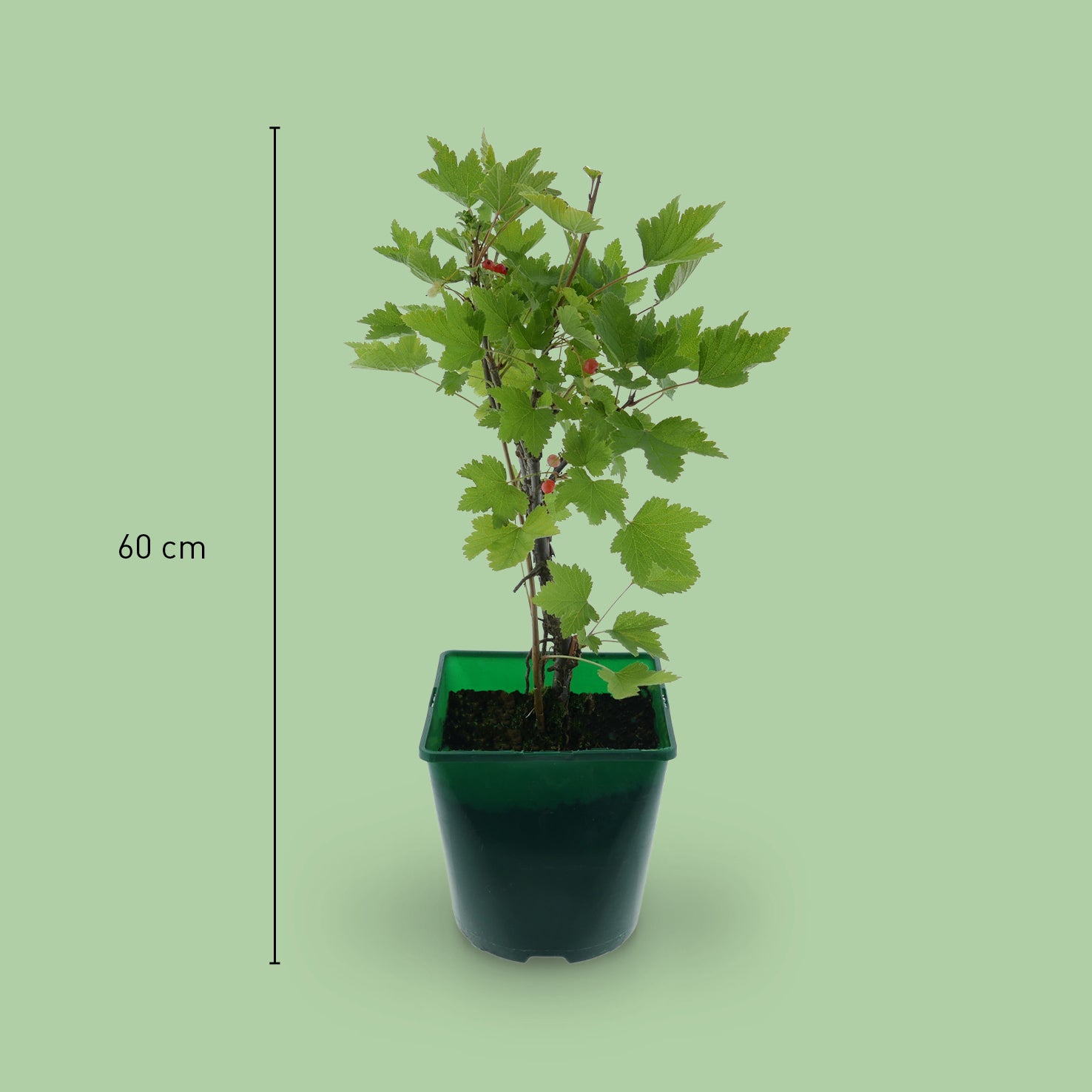 Rovada Rote Johannisbeere Spätsorte - Busch 60cm Im Topf