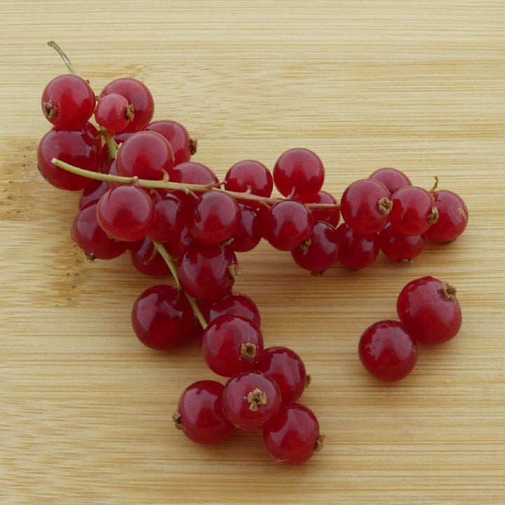 Früchte der Bio-Johannisbeere 'Rovada' Hochstamm