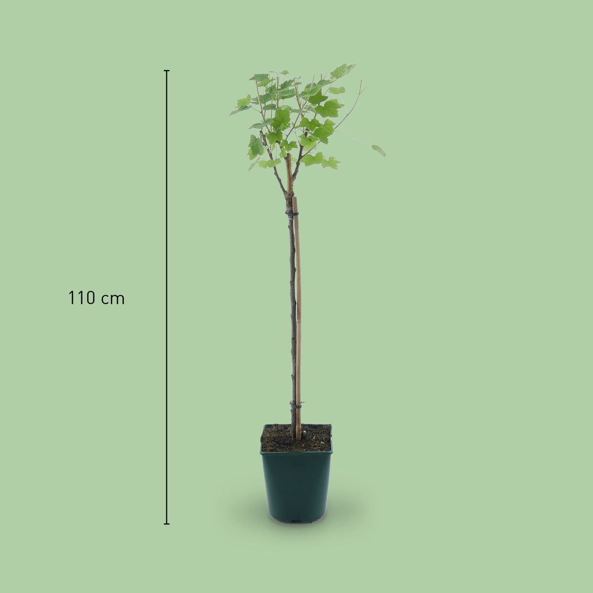 Größe der Bio-Johannisbeere 'Rovada' Hochstamm