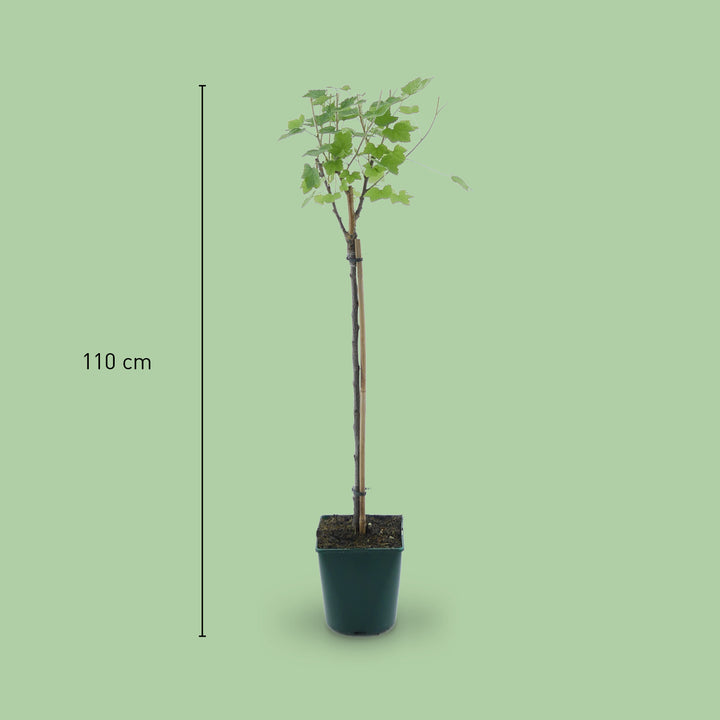 Größe der Bio-Johannisbeere 'Rovada' Hochstamm