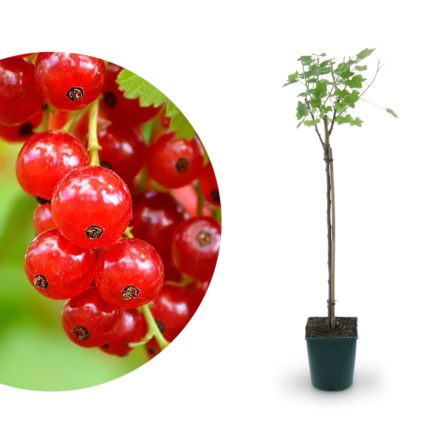 Bio-Johannisbeere 'Rovada' als Hochstamm