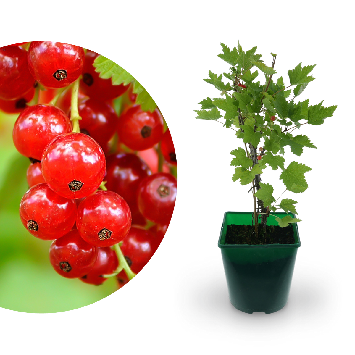 Bio-Johannisbeere 'Rovada'
