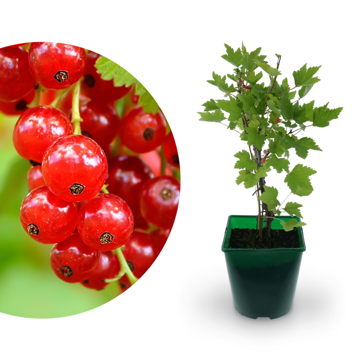 Bio-Johannisbeere 'Rovada'