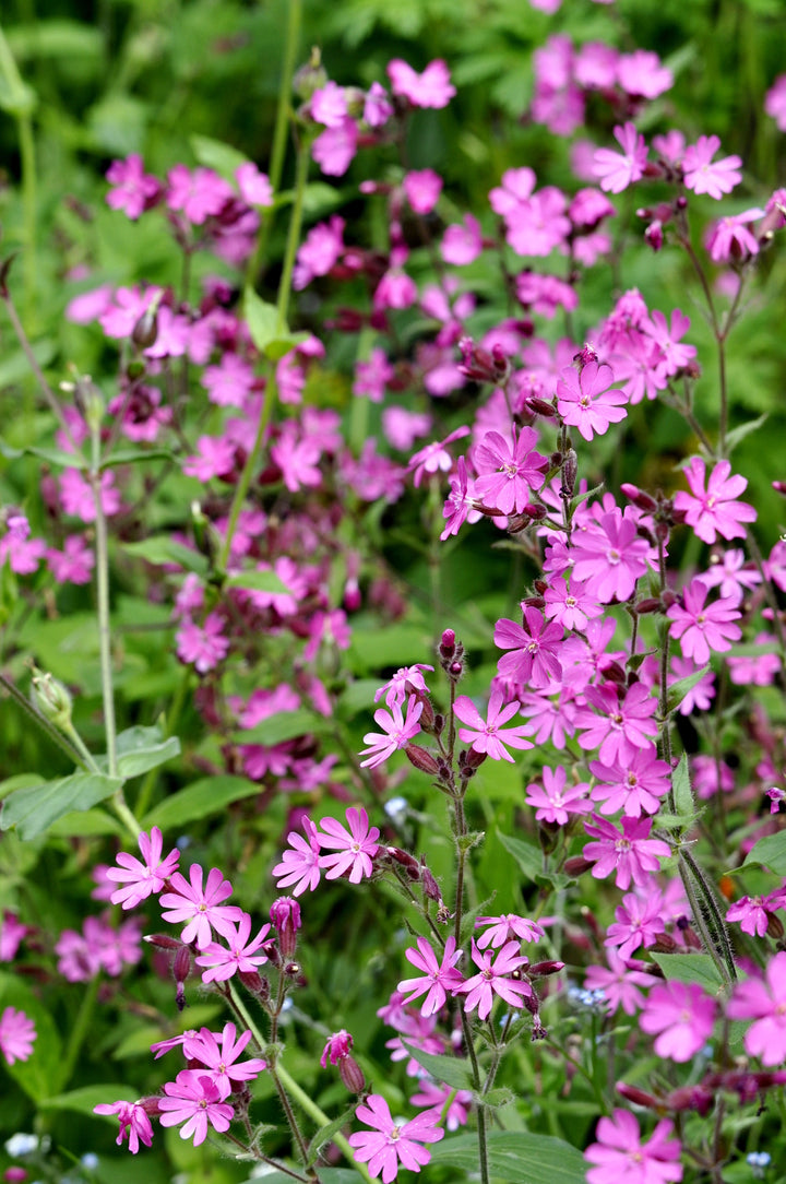 Bio-Rote Lichtnelke Wildblume-Silene dioica