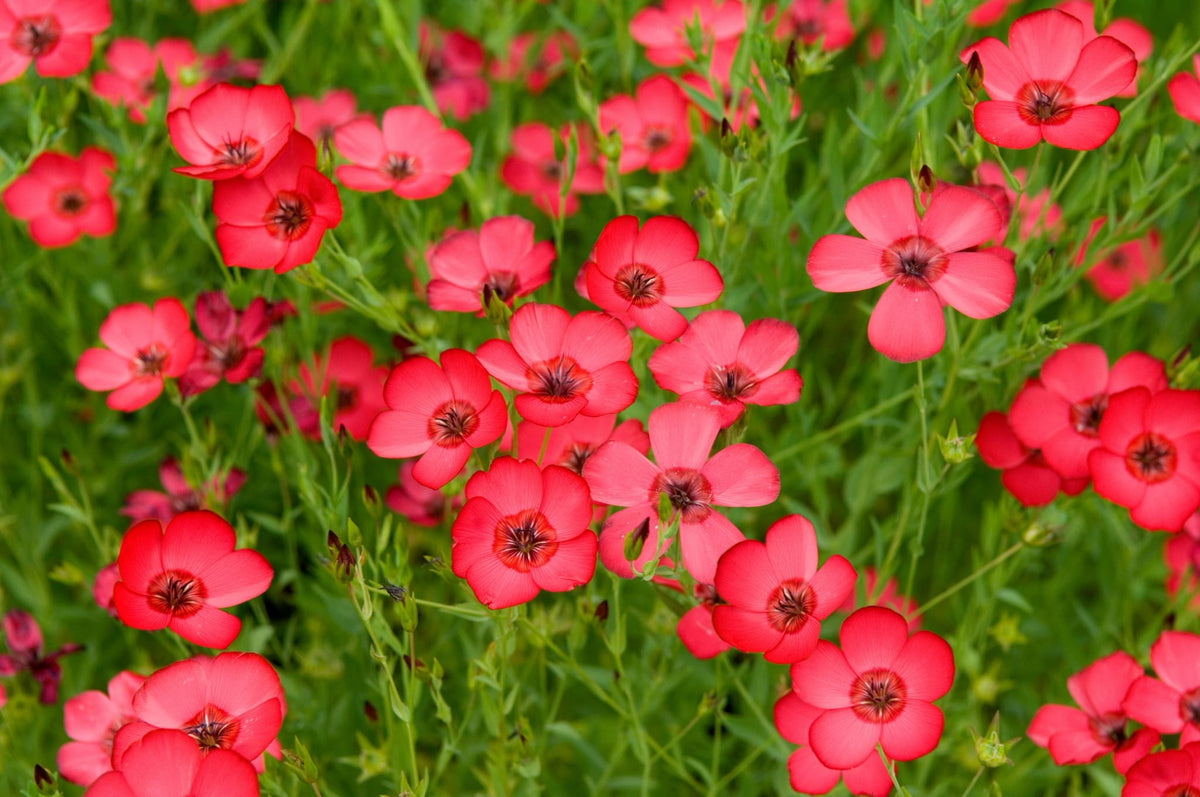 Bio-Roter Lein-Linum grandiflorum