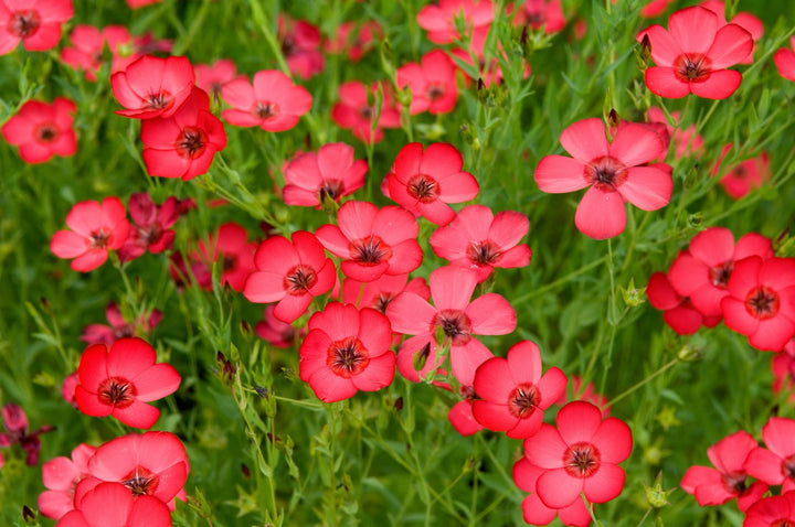 Bio-Roter Lein-Linum grandiflorum