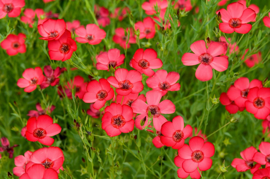 Bio-Roter Lein-Linum grandiflorum