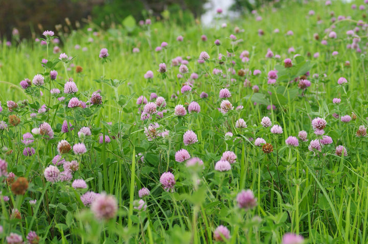 Bio-Rotklee Gründüngung-Trifolium pratense