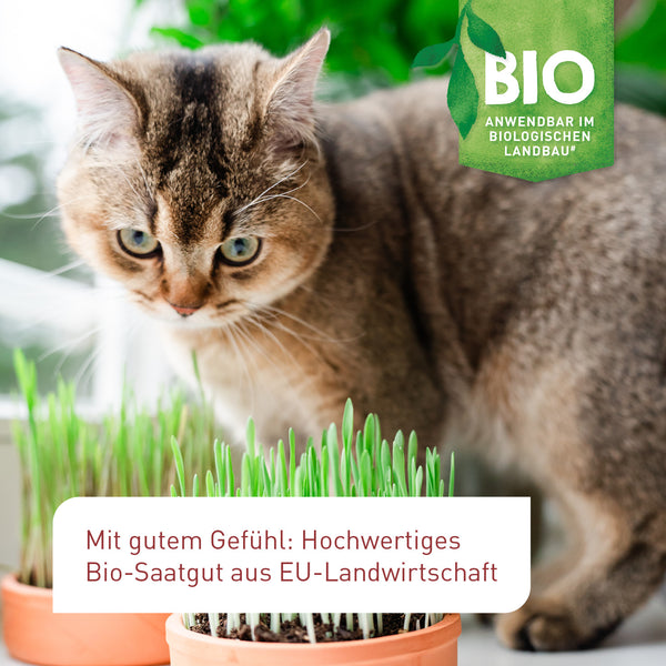Bio-Katzengras Saatgut aus EU Landwirtschaft