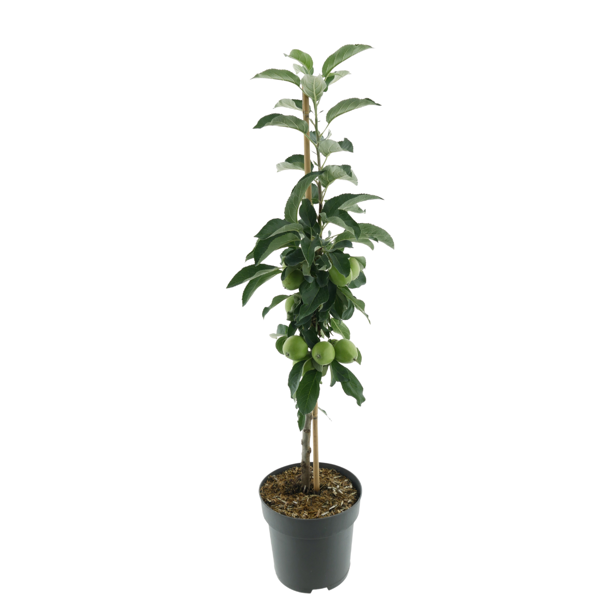 Bio-Säulenapfel 'Rhapsodie' Winterapfel