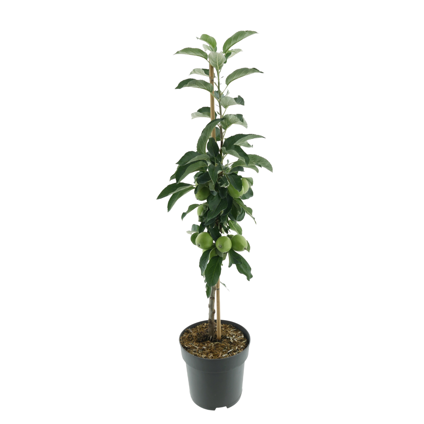 Bio-Säulenapfel 'Sonate' Herbstapfel