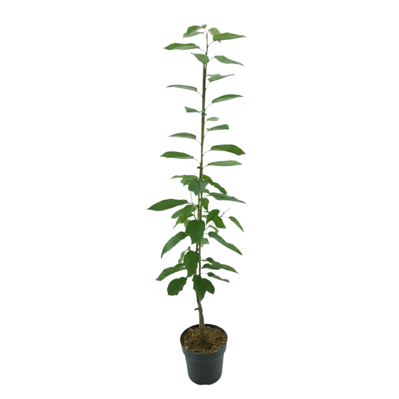 Bio-Säulenkirsche 'Sylvia'