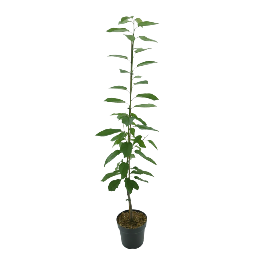 Bio-Säulenkirsche 'Sylvia'