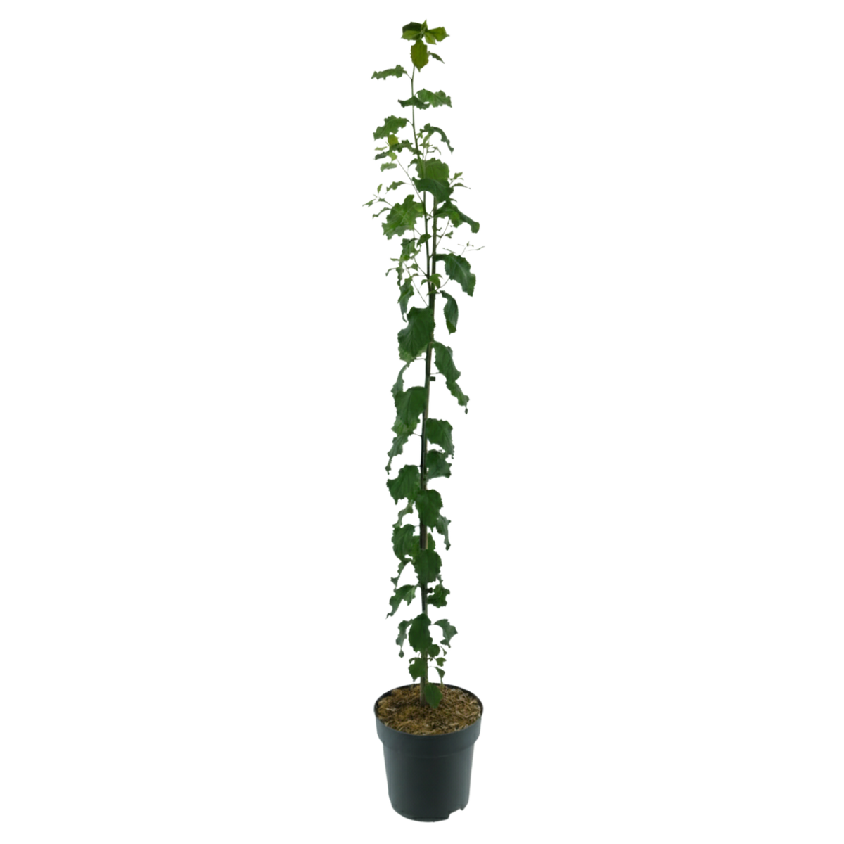Bio-Säulenpflaume 'Fruca'