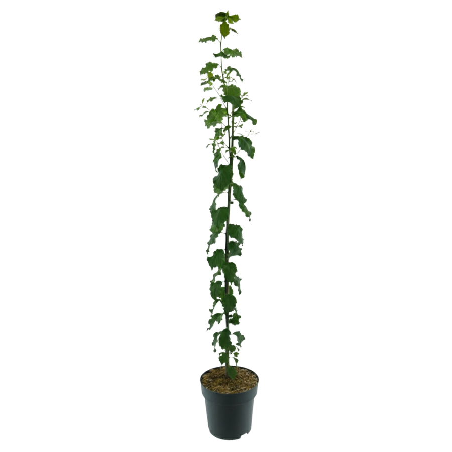 Bio-Säulenpflaume 'Fruca'
