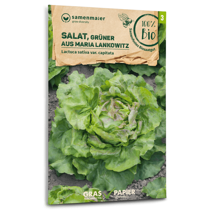 Bio-Salat 'Grüner aus Maria Lankowitz' Samen