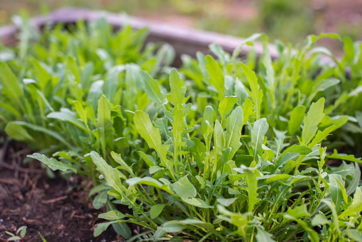 Bio-Salatrauke (Rucola)-Rucola coltivata