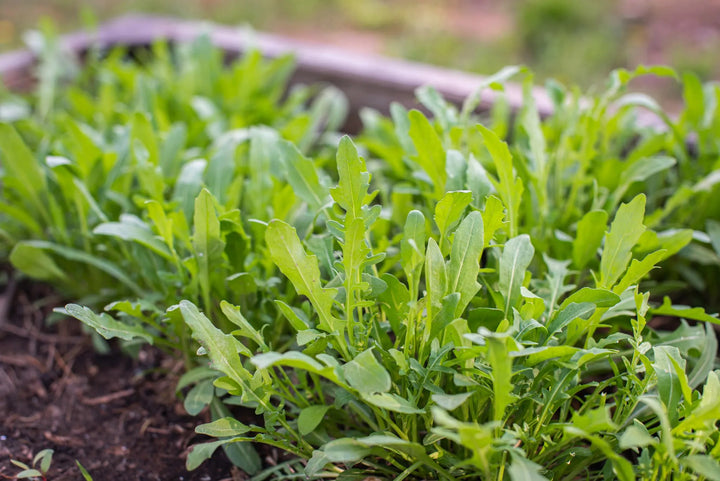Bio-Salatrauke (Rucola)-Rucola coltivata