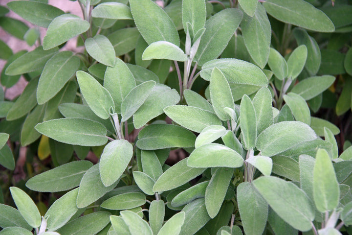 Bio-Salbei-Salvia officinalis