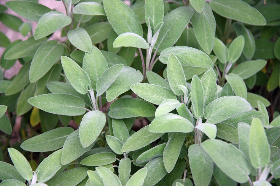 Bio-Salbei-Salvia officinalis