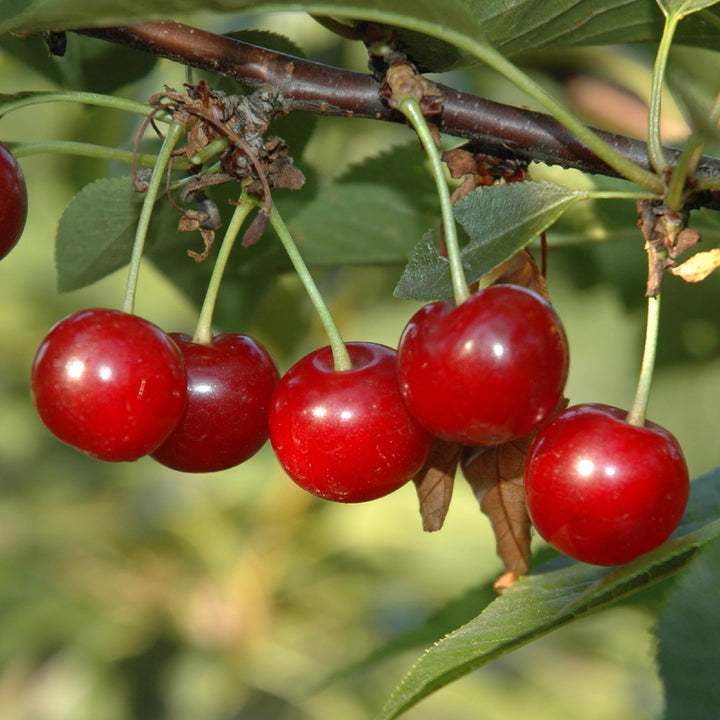 Bio-Sauerkirschbaum 'Morellenfeuer' im Garten