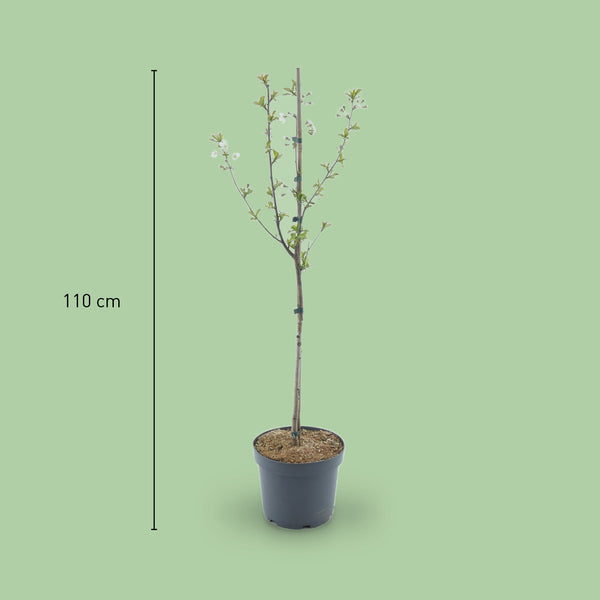 Größe des Bio-Sauerkirschbaums 'Morellenfeuer'