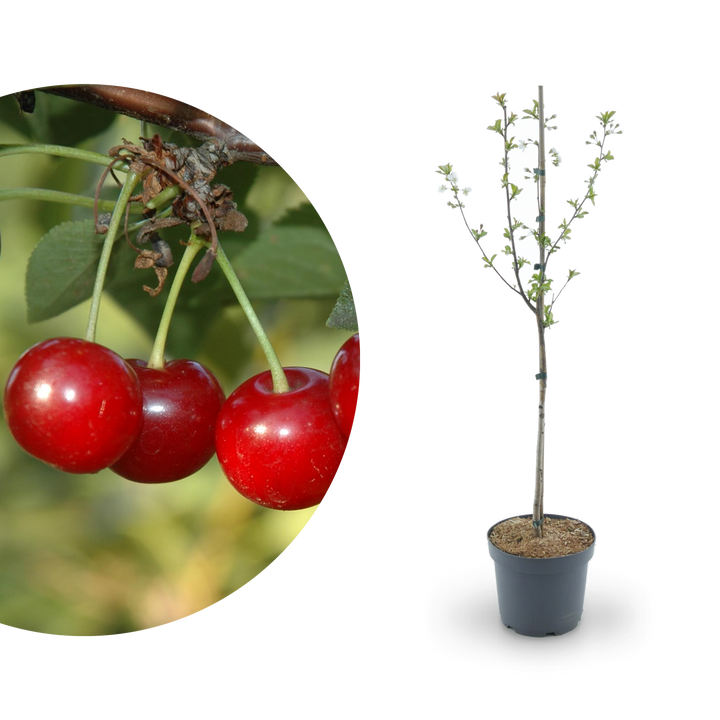 Bio-Sauerkirschbaum 'Morellenfeuer'
