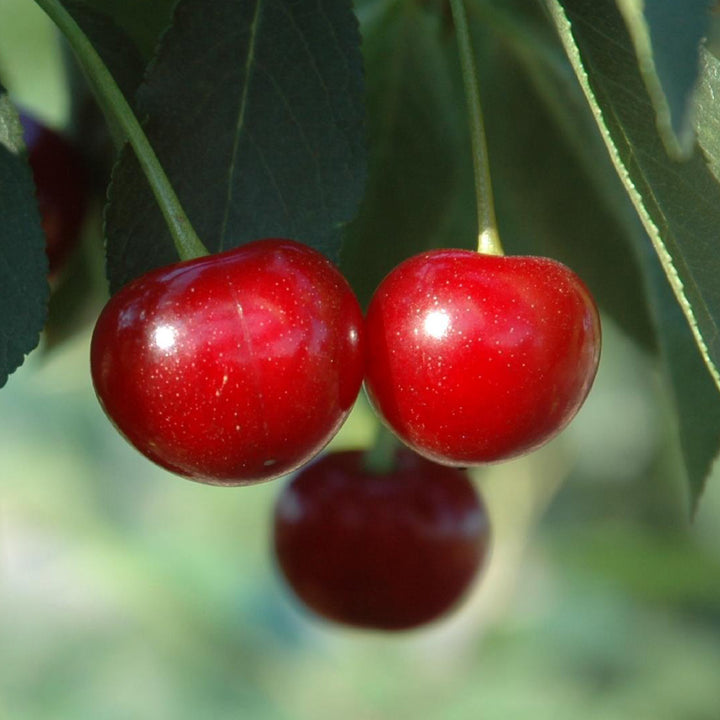 Reife Kirschen 'Morina'