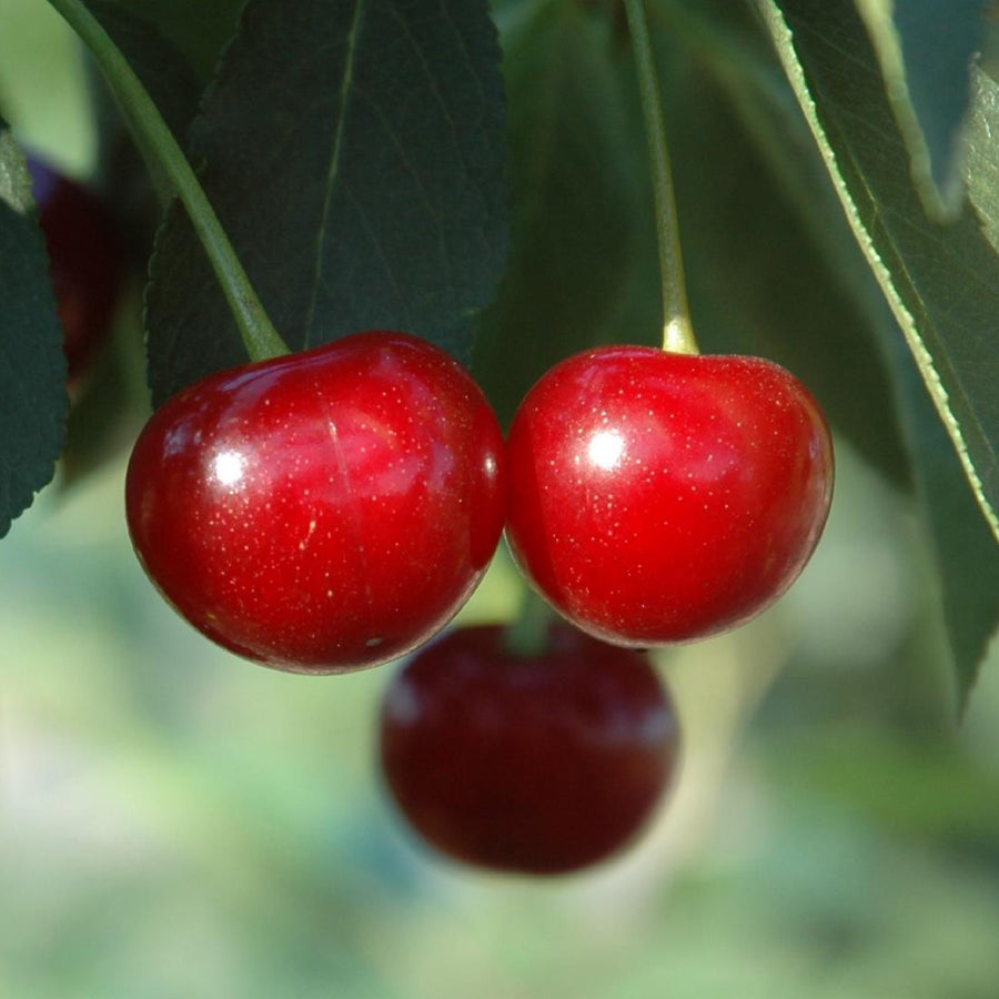 Reife Kirschen 'Morina'