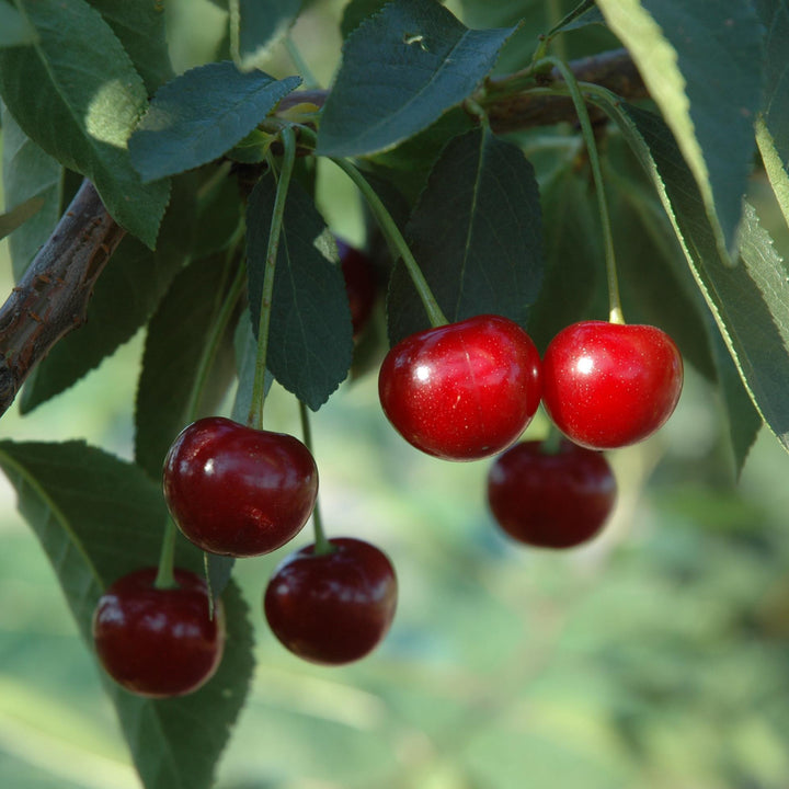 Bio-Sauerkirschbaum 'Morina' im Garten