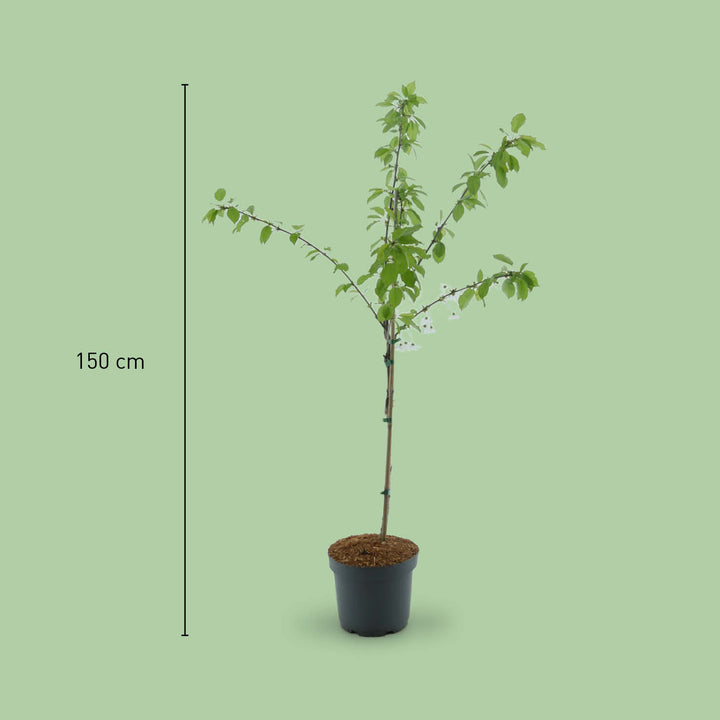Größe des Bio-Sauerkirschbaums 'Morina'