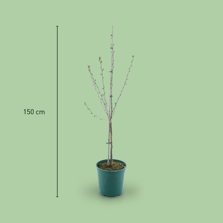 Größe des Bio-Sauerkirschbaums 'Morina'