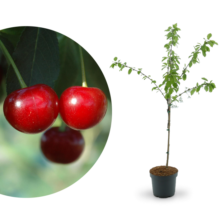 Bio-Sauerkirschbaum 'Morina'