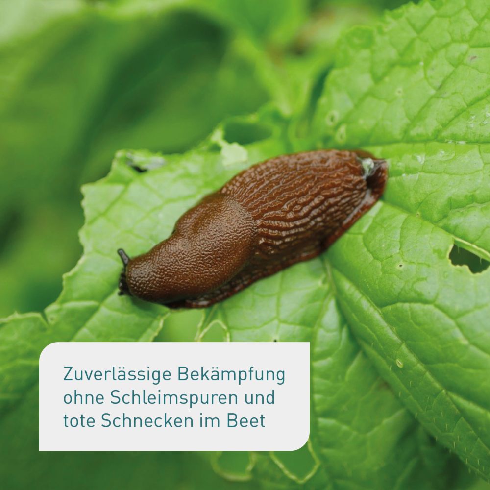 Bio-Schneckenkorn als Geheimtipp gegen Nacktschnecken