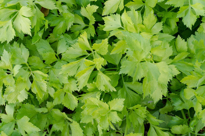 Bio-Schnittsellerie-Apium graveolens