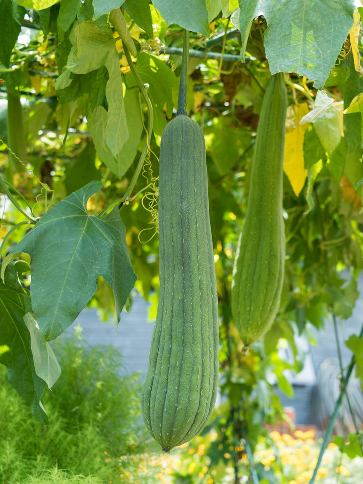 Bio-Schwammgurke (Luffa)-Luffa aegyptiaca