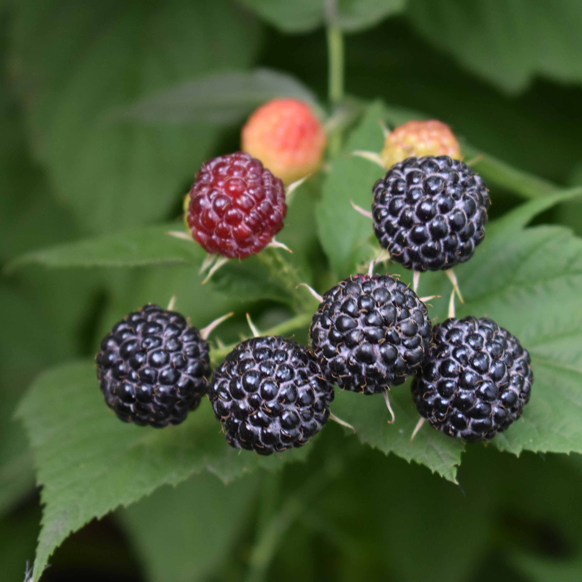 Bio-Schwarze Himbeere 'Black Jewel'
