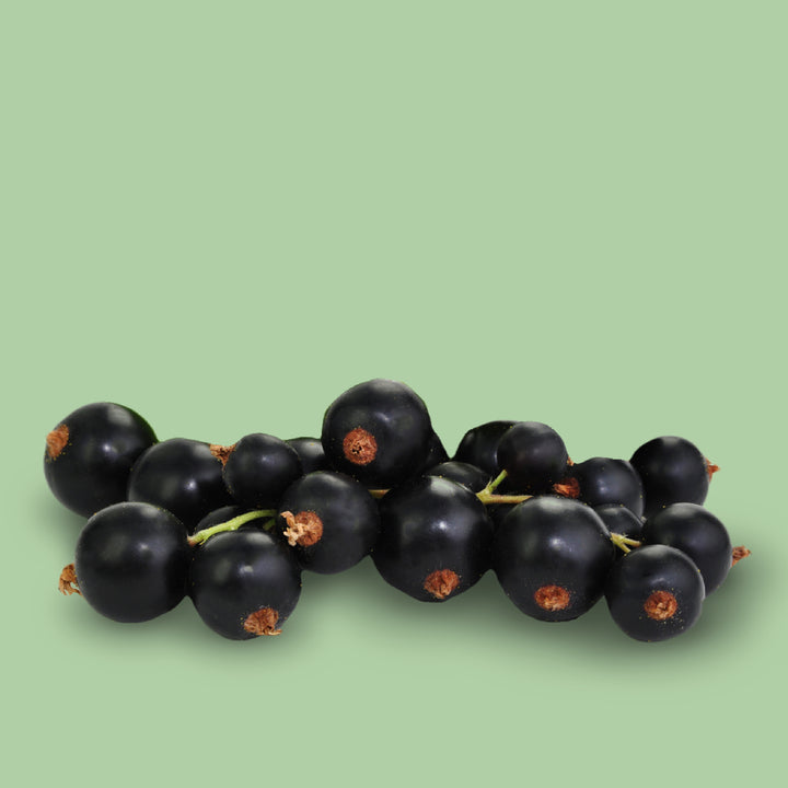 Früchte der Bio-Schwarzen Johannisbeere 'Ben Sarek'