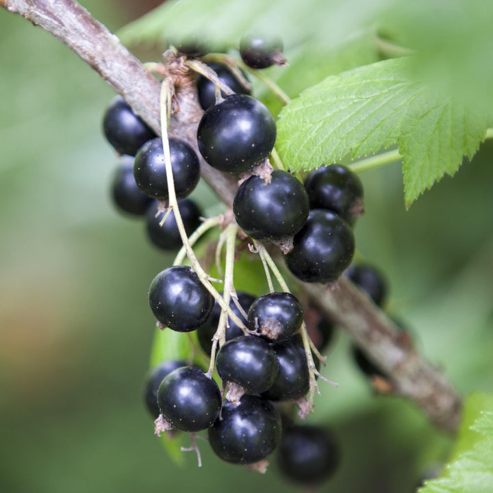 Reife Bio-Schwarze Johannisbeeren 'Ben Sarek' Hochstamm