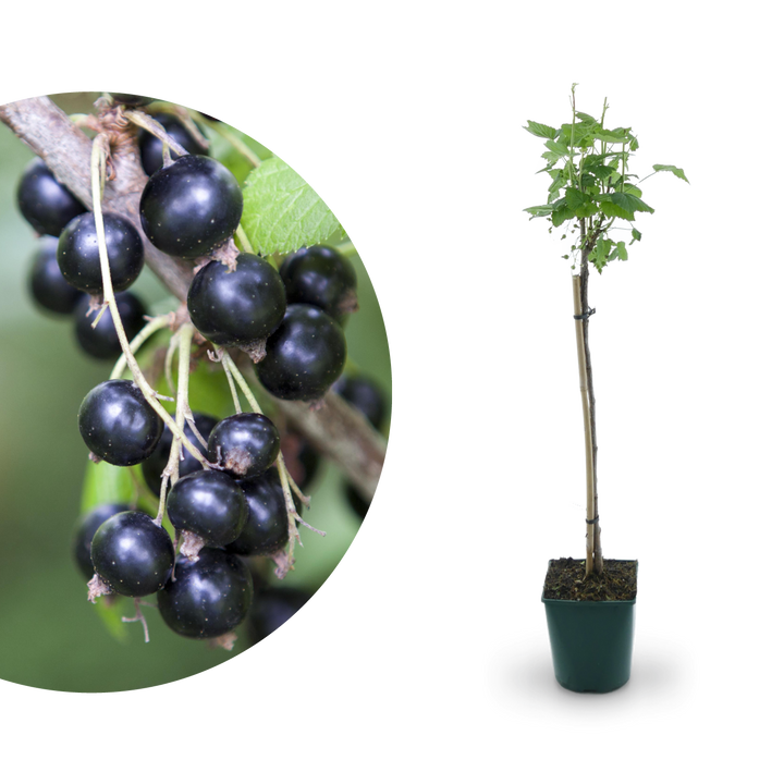 Bio-Schwarze Johannisbeere 'Ben Sarek' als Hochstamm