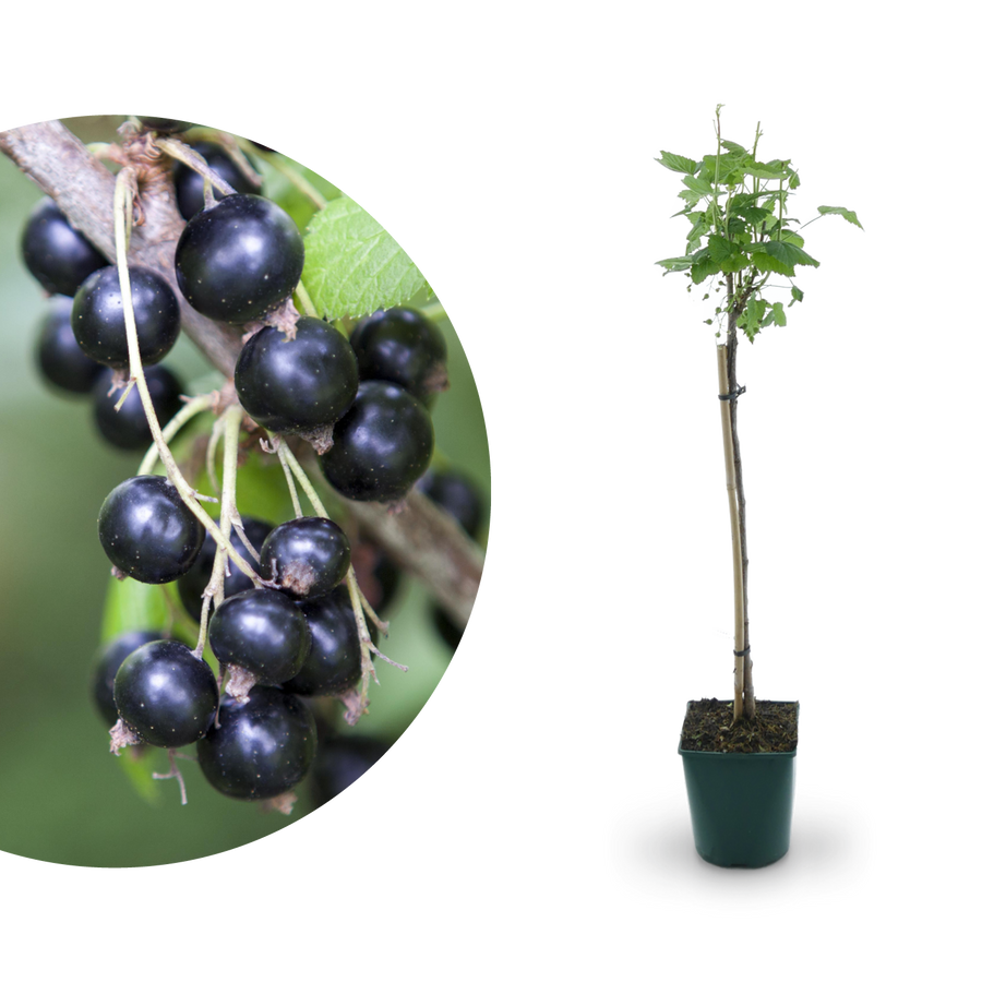 Bio-Schwarze Johannisbeere 'Ben Sarek' als Hochstamm