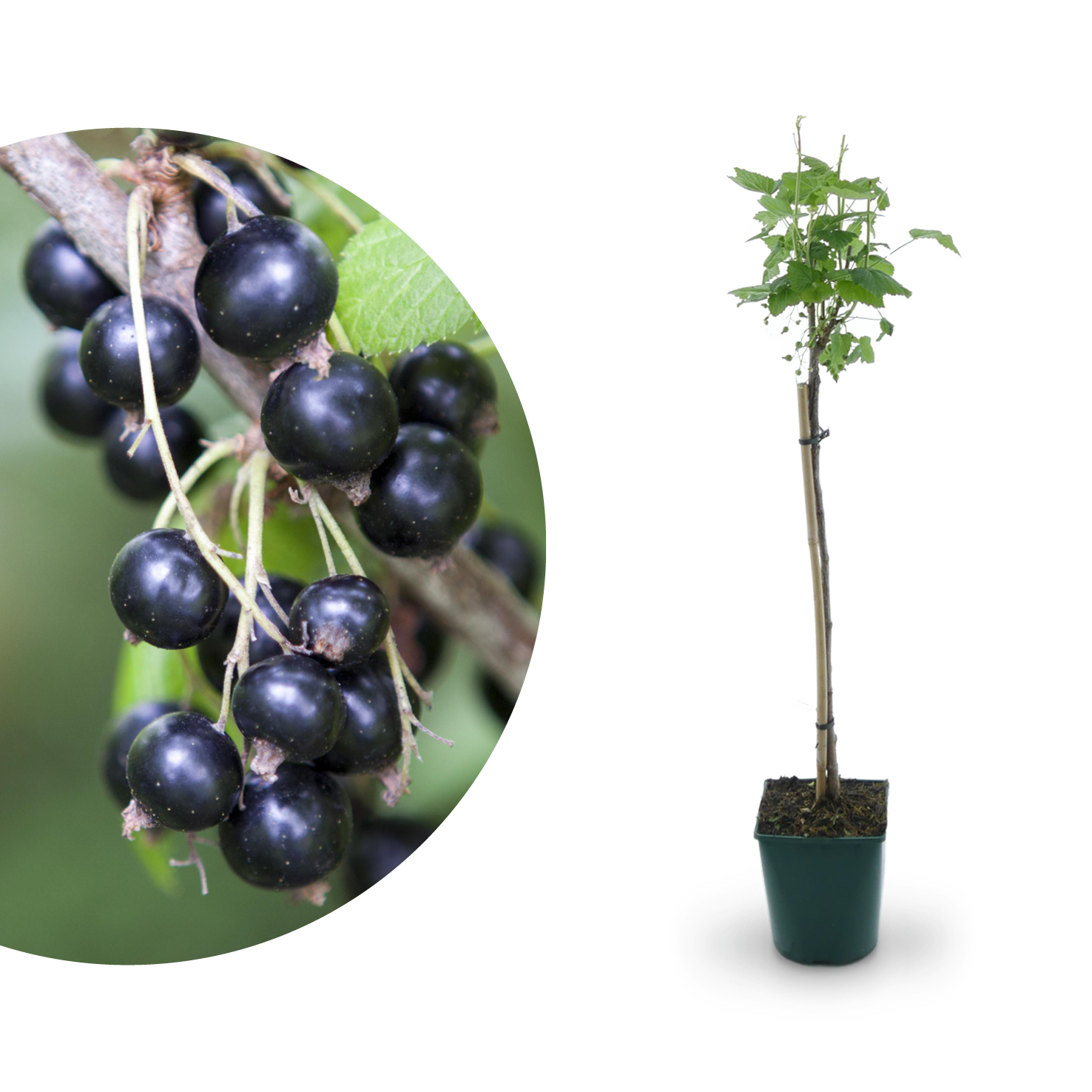 Schwarze Johannisbeere: Pflanzen, Sorten Plantura - Co. 