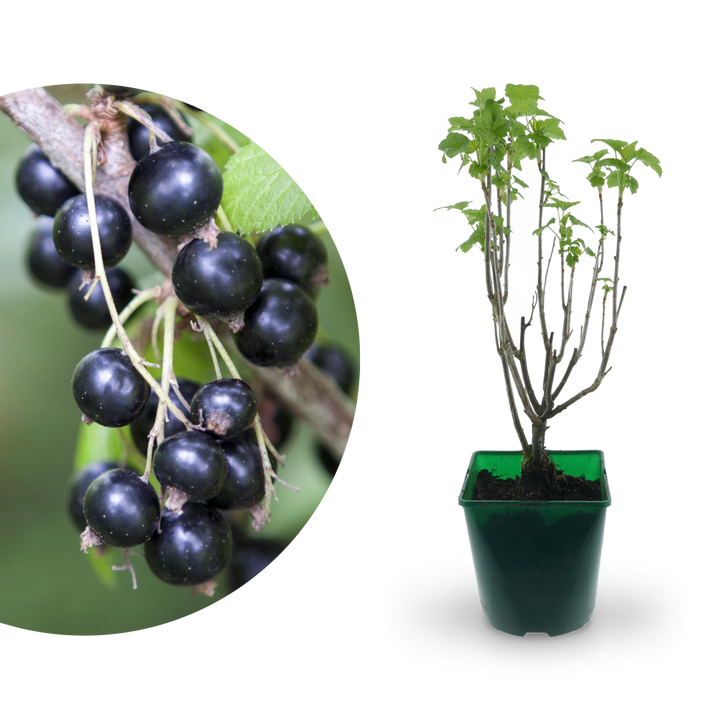 Bio-Schwarze Johannisbeere 'Ben Sarek'