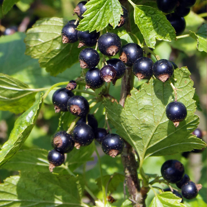 Bio-Schwarze Johannisbeere 'Rosenthals Langtraubige'
