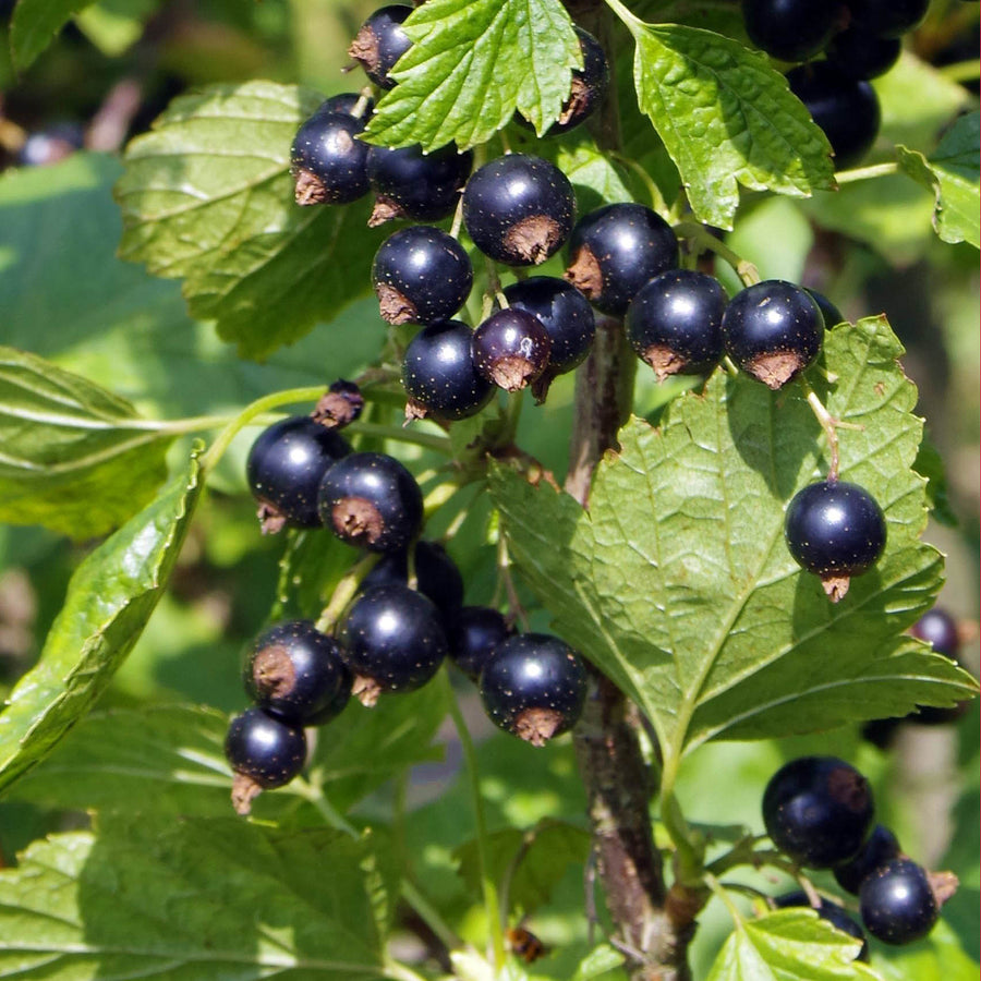 Bio-Schwarze Johannisbeere 'Rosenthals Langtraubige'