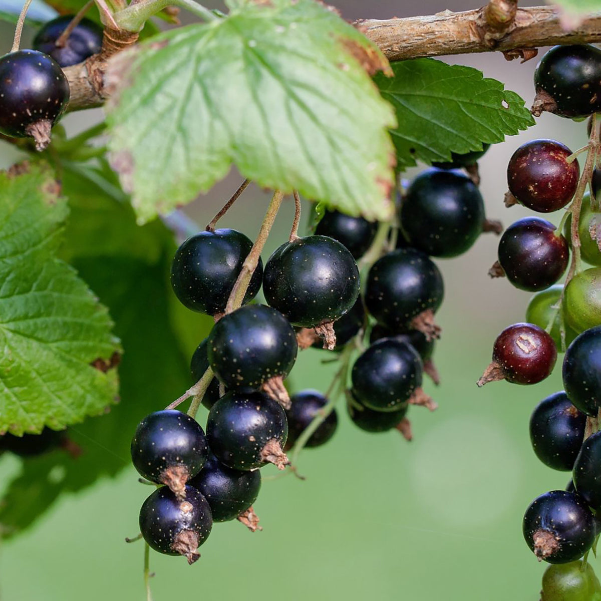 Bio-Schwarze Johannisbeere 'Silvergieters Schwarze'