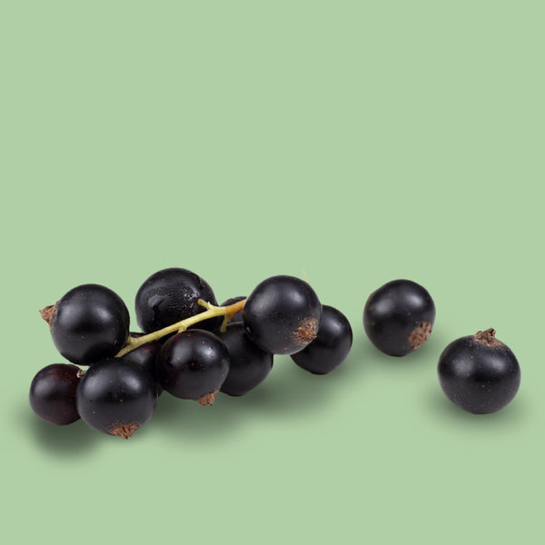 Früchte der Bio-Schwarzen Johannisbeere 'Titania'