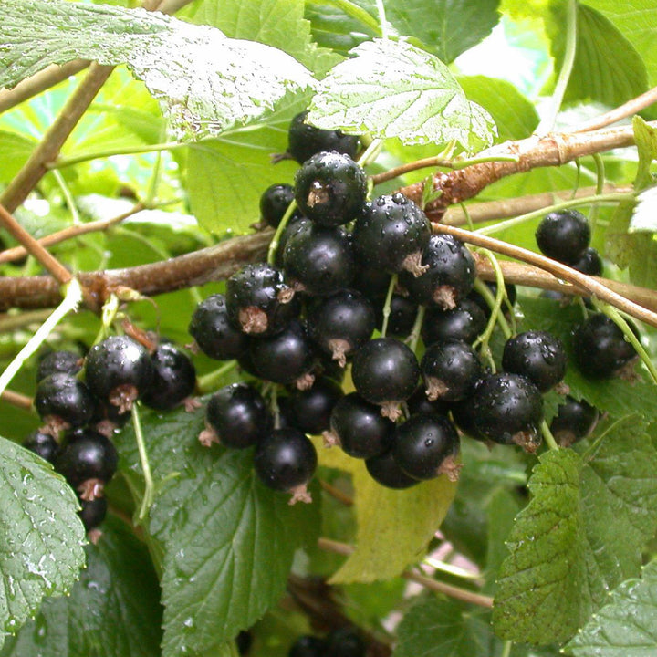 Reife Bio-Schwarze Johannisbeeren 'Titania' Hochstamm