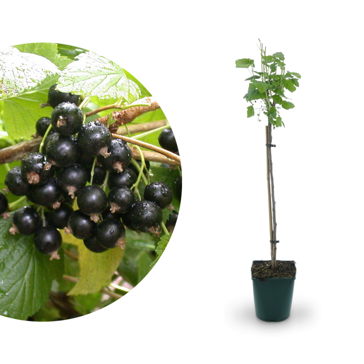 Bio-Schwarze Johannisbeere 'Titania' als Hochstamm