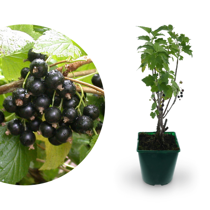 Bio-Schwarze Johannisbeere 'Titania'
